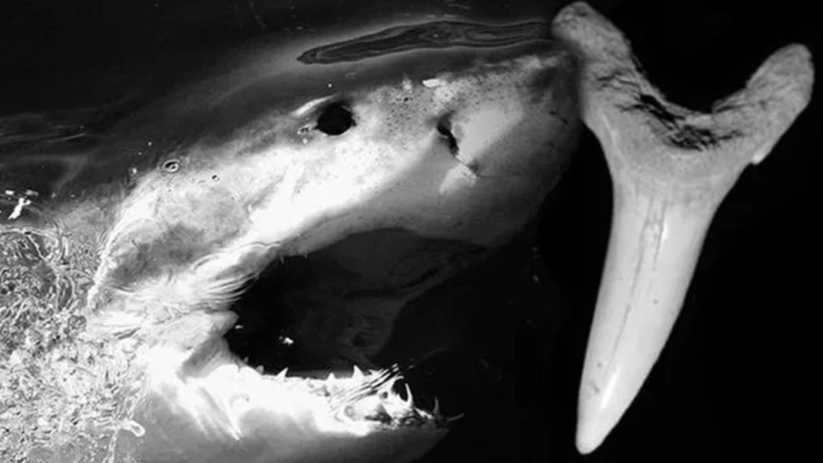 İğne Benzeri Dişlere Sahip Bir Köpek Balığı Türü, Fosil Kalıntılarla Keşfedildi