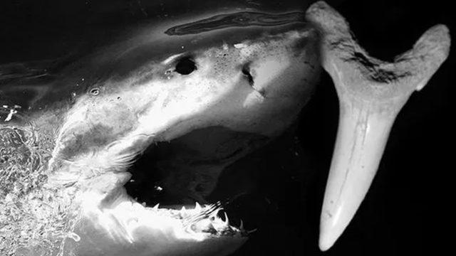 İğne Benzeri Dişlere Sahip Bir Köpek Balığı Türü, Fosil Kalıntılarla Keşfedildi