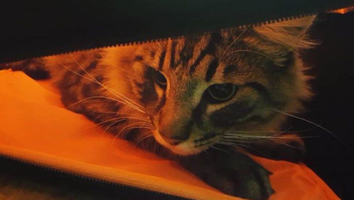 Kedi Alerjilerini Tarihe Karıştıracak Bir Aşı Geliştirildi