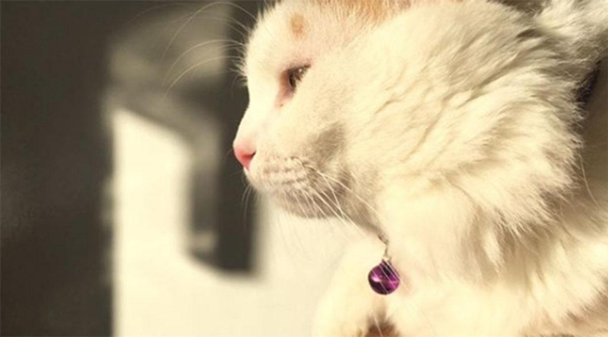 Kedi Alerjilerini Tarihe Karıştıracak Bir Aşı Geliştirildi