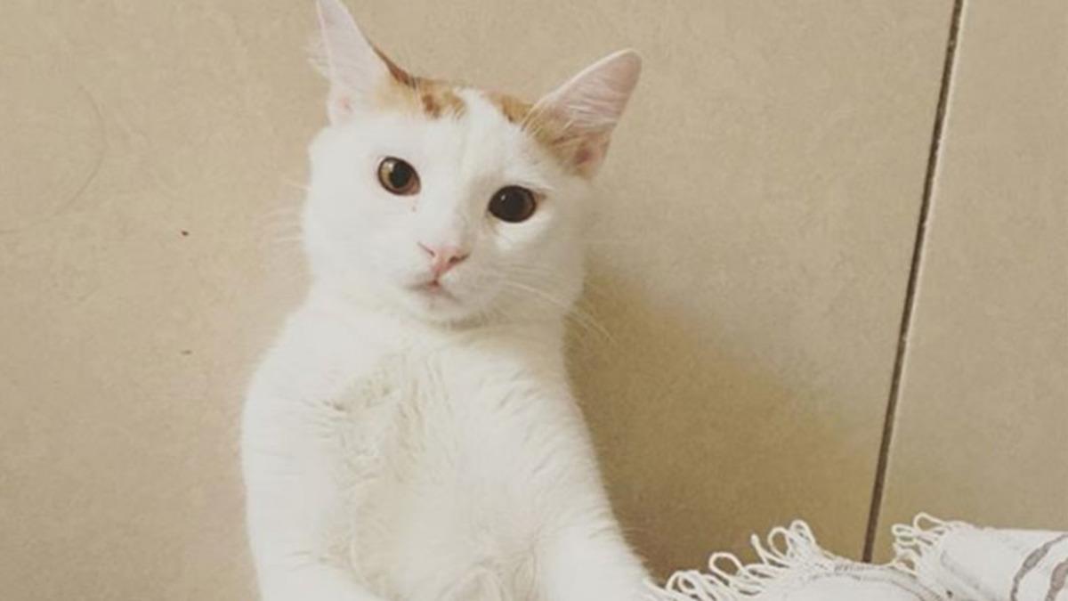 Kedi Alerjilerini Tarihe Karıştıracak Bir Aşı Geliştirildi