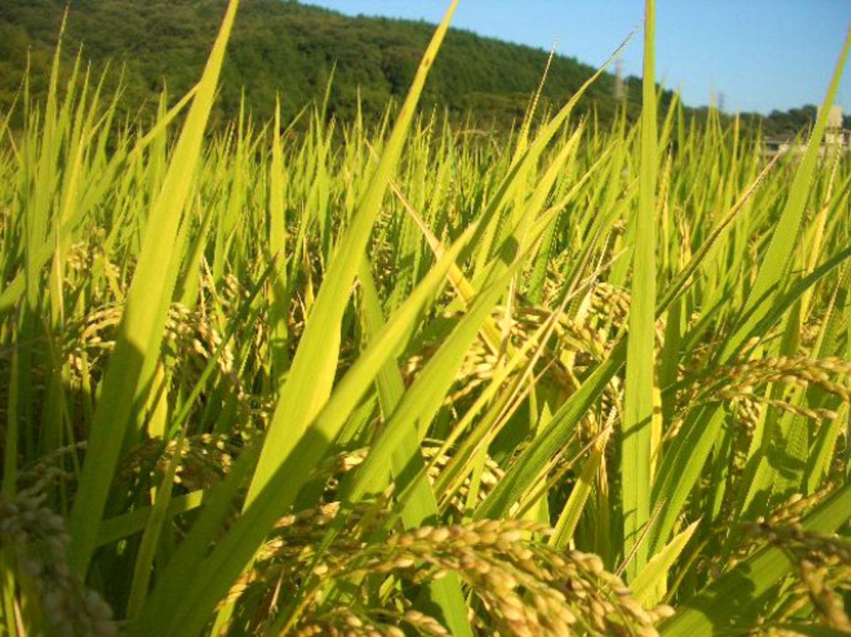 Araştırmacılar, Pirincin Tarihsel Yolculuğunu ve Göç Rotalarını Ortaya Çıkardı