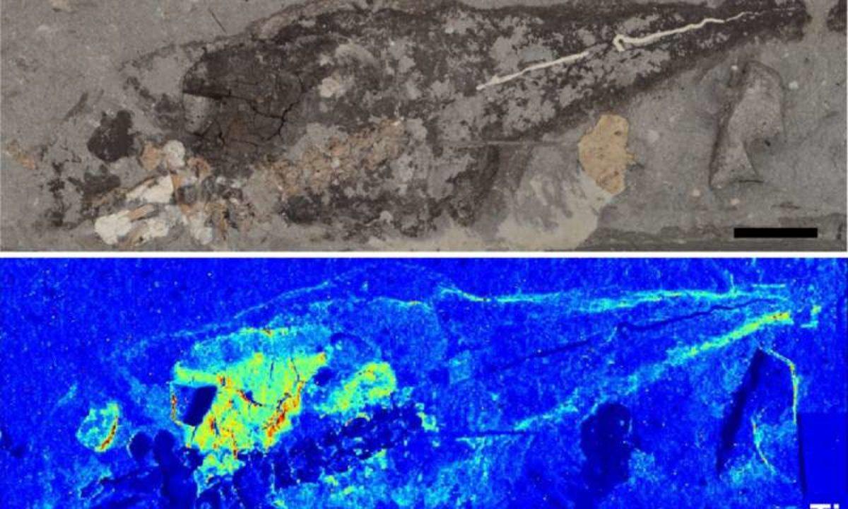 Soyu Tükenmiş Canlıların Nasıl Göründüğünü Öğrenmek İçin Yeni Bir Yol Bulundu