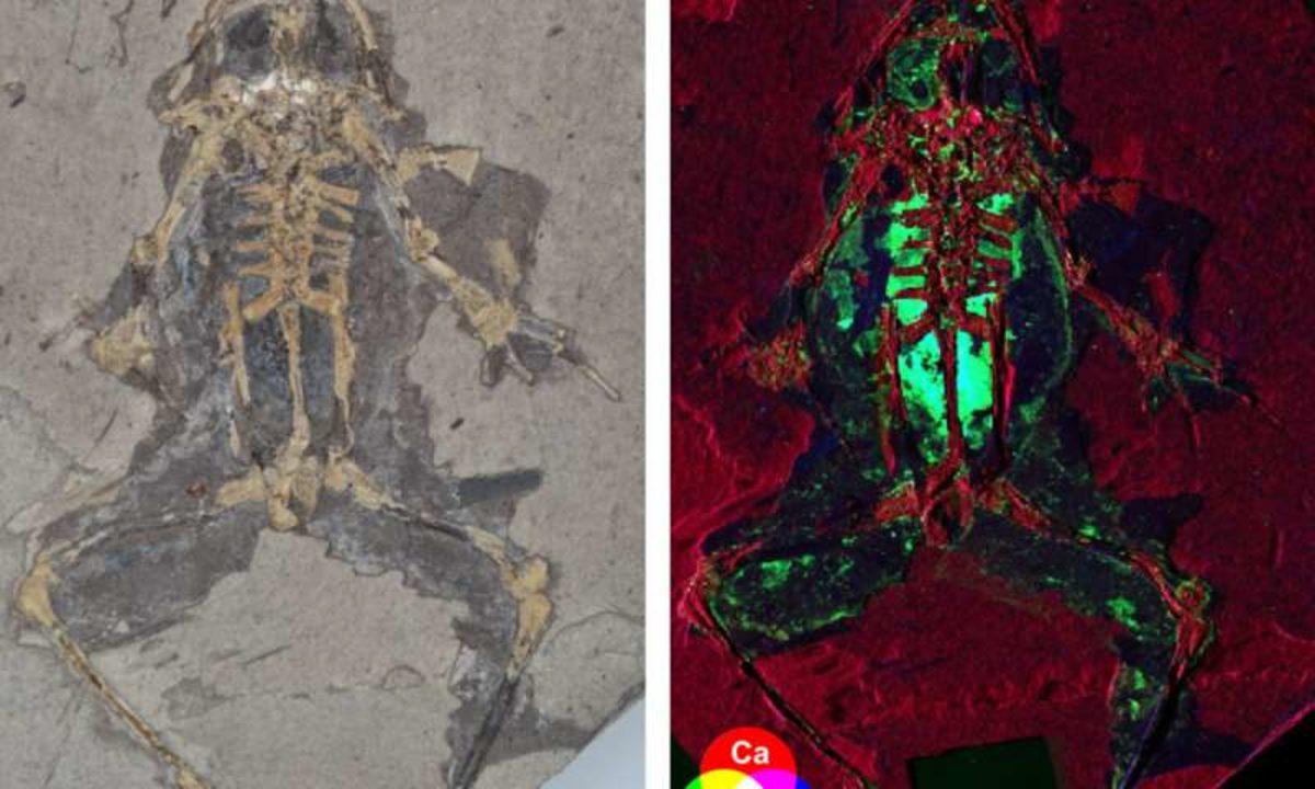 Soyu Tükenmiş Canlıların Nasıl Göründüğünü Öğrenmek İçin Yeni Bir Yol Bulundu