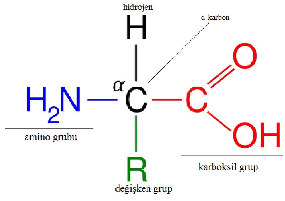 Bütün Yaşam Neden Aynı 20 Amino Asite İhtiyaç Duyuyor? İşte Bilimsel Nedeni
