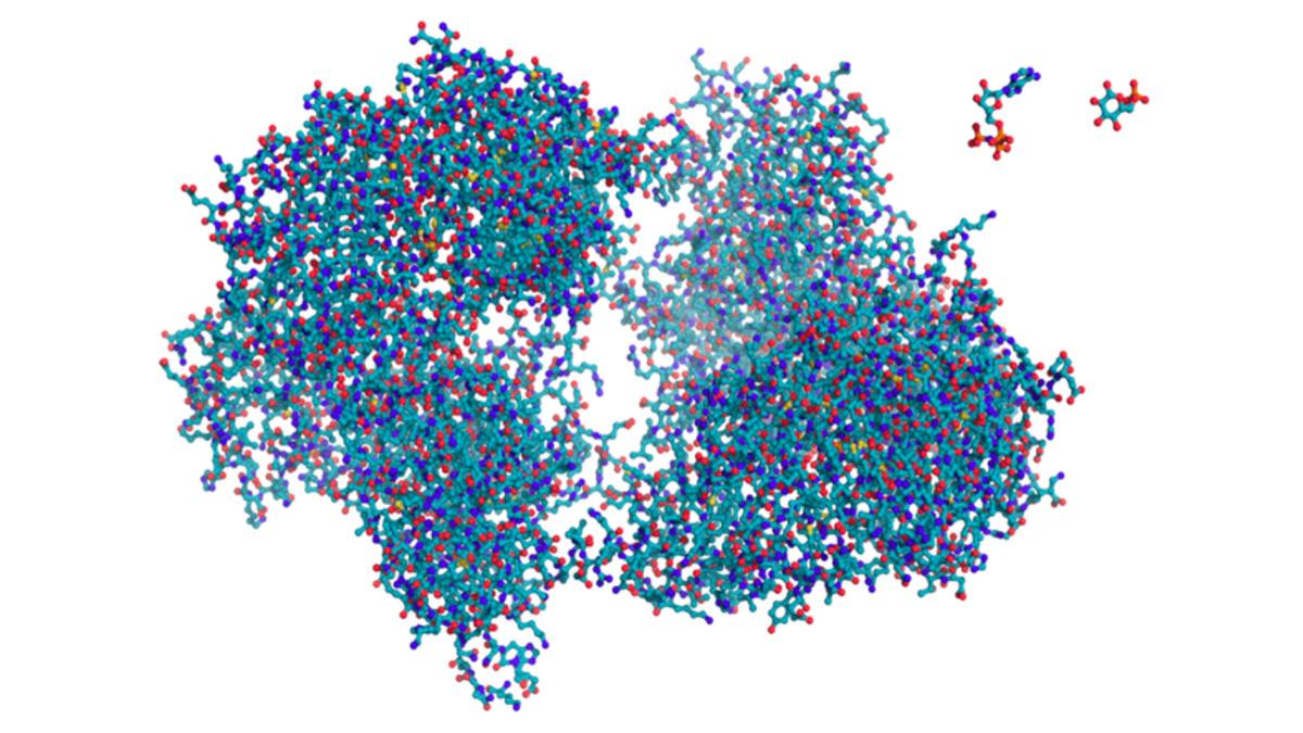 Bütün Yaşam Neden Aynı 20 Amino Asite İhtiyaç Duyuyor? İşte Bilimsel Nedeni
