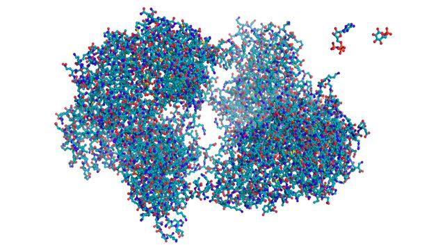 Bütün Yaşam Neden Aynı 20 Amino Asite İhtiyaç Duyuyor? İşte Bilimsel Nedeni