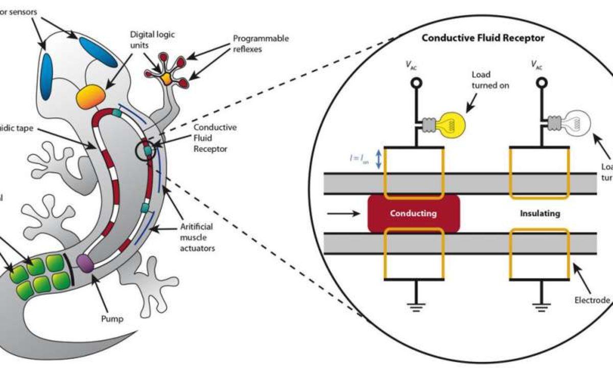 Canlı Gibi Davranan Robotlar Yakında Gerçek Olacak