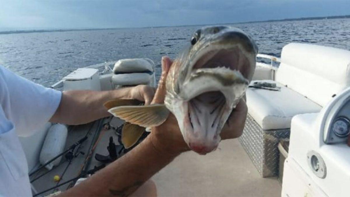 Amatör Bir Balıkçı, ‘Çift Ağızlı’ Bir Balık Yakaladı
