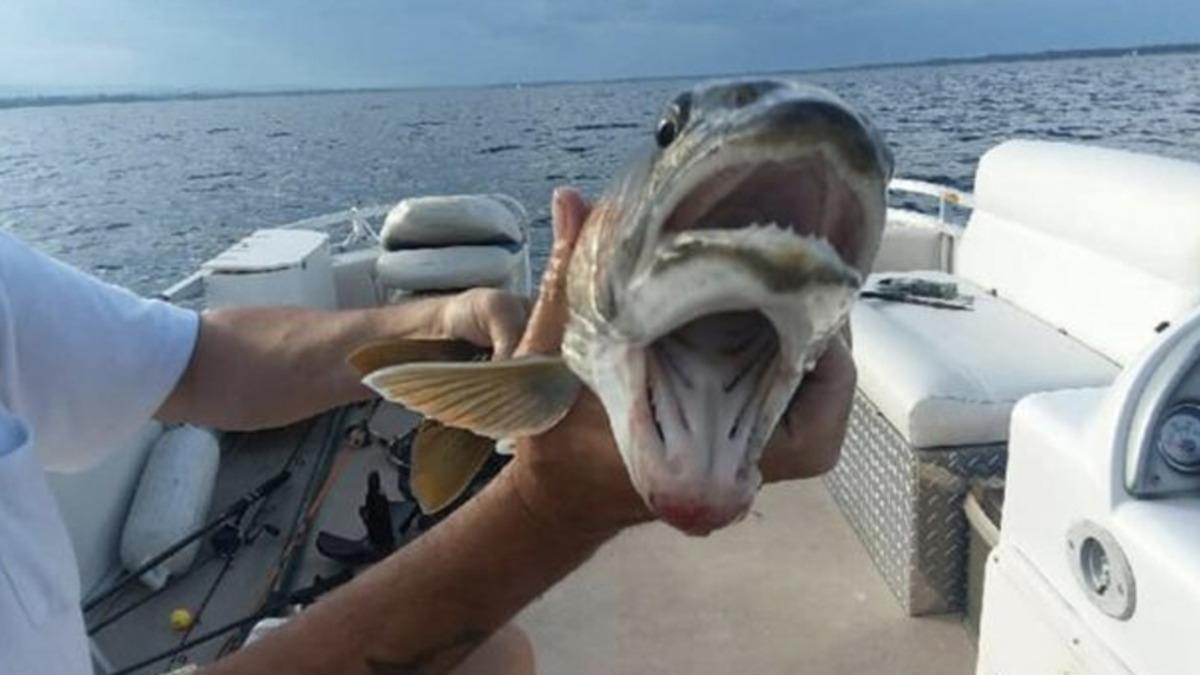 Amatör Bir Balıkçı, ‘Çift Ağızlı’ Bir Balık Yakaladı