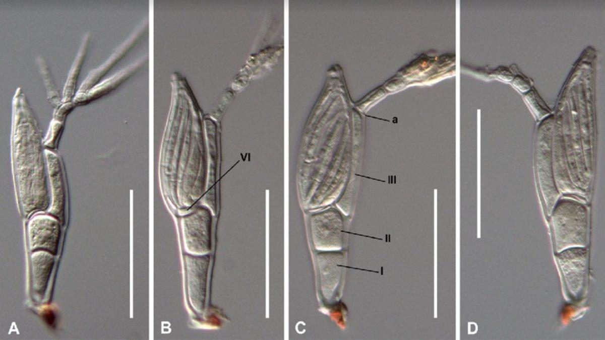 Bilim İnsanları, Twitter Üzerinde Yayınlanan Fotoğraftan Yeni Bir Canlı Türü Keşfetti