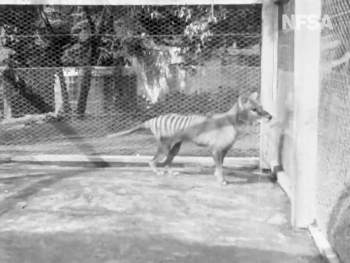 Soyu Tükenen Tazmanya Kaplanının Daha Önce Görülmemiş Yeni Bir Videosu Bulundu