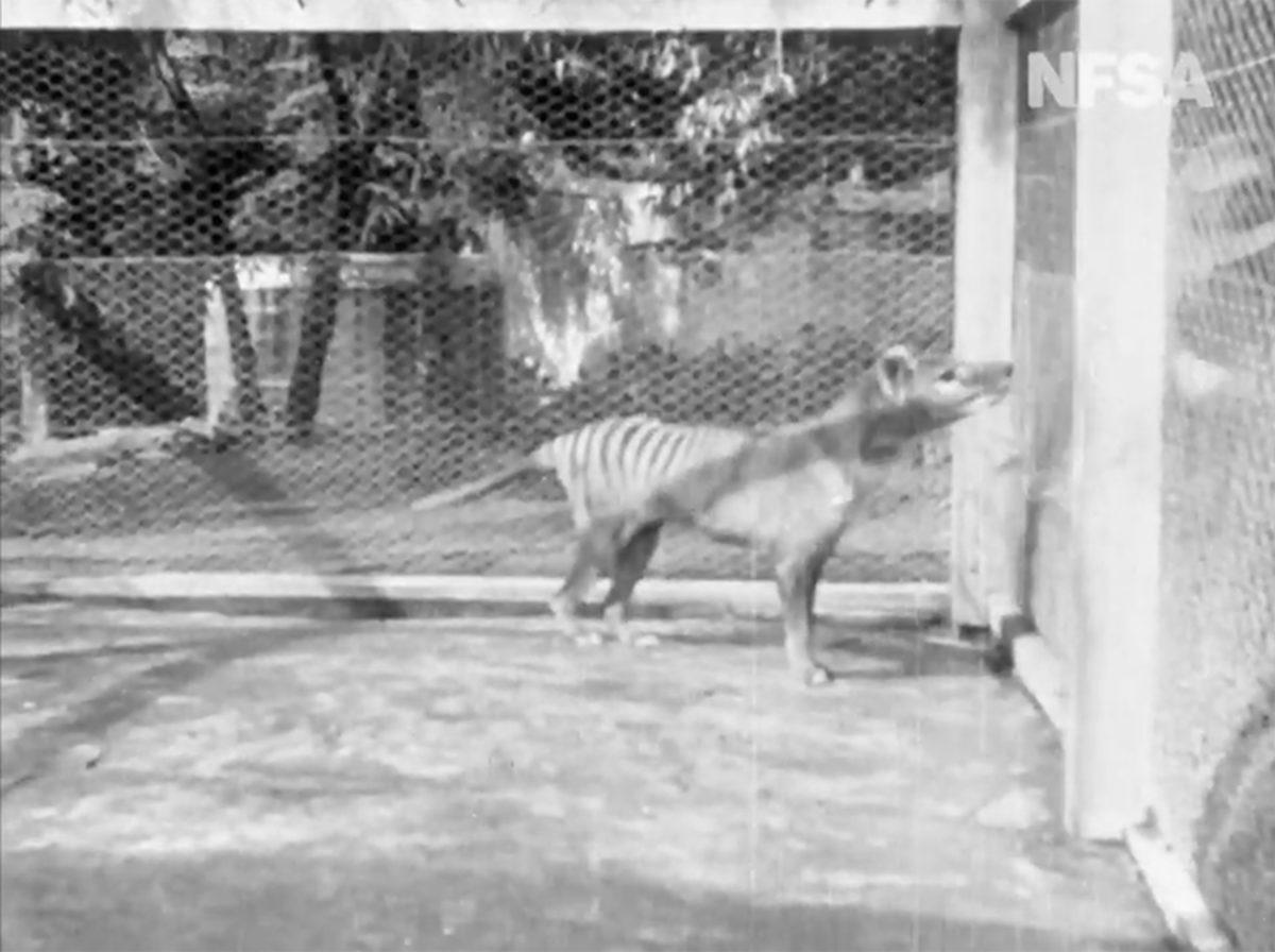 Soyu Tükenen Tazmanya Kaplanının Daha Önce Görülmemiş Yeni Bir Videosu Bulundu