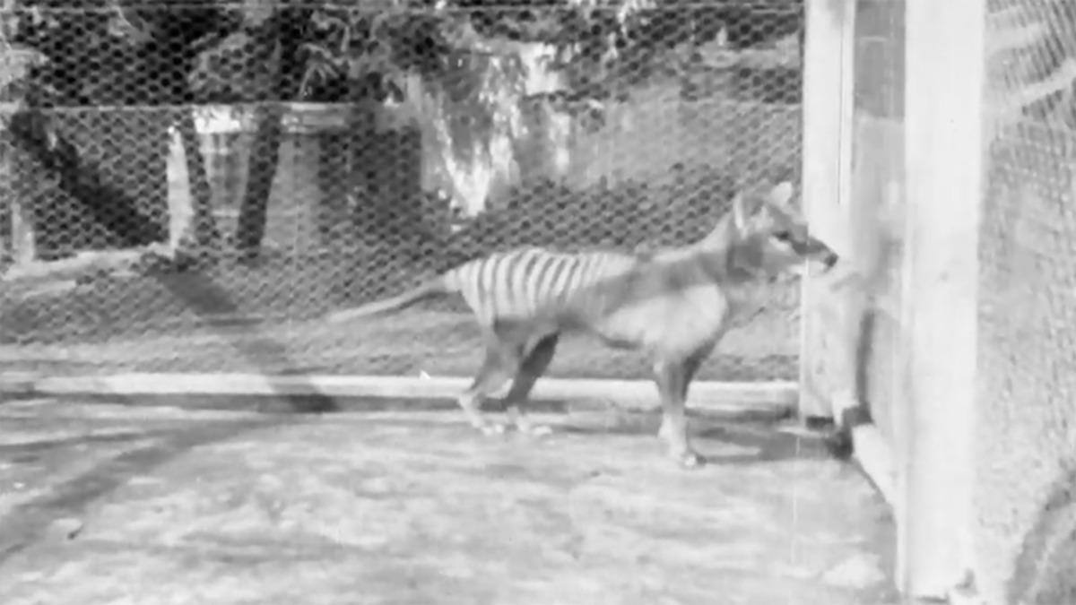 Soyu Tükenen Tazmanya Kaplanının Daha Önce Görülmemiş Yeni Bir Videosu Bulundu