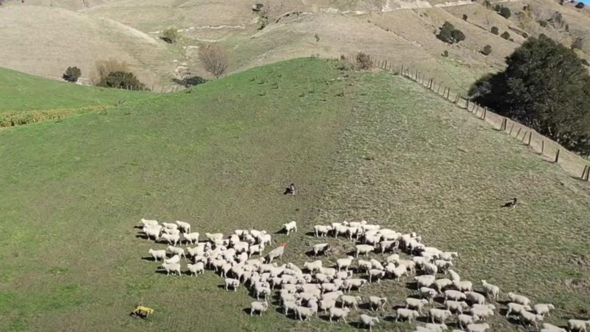 Boston Dynamics’in Meziyetli Robot Köpeği Spot, Bu Kez de Çobanlığa Soyundu (Video)