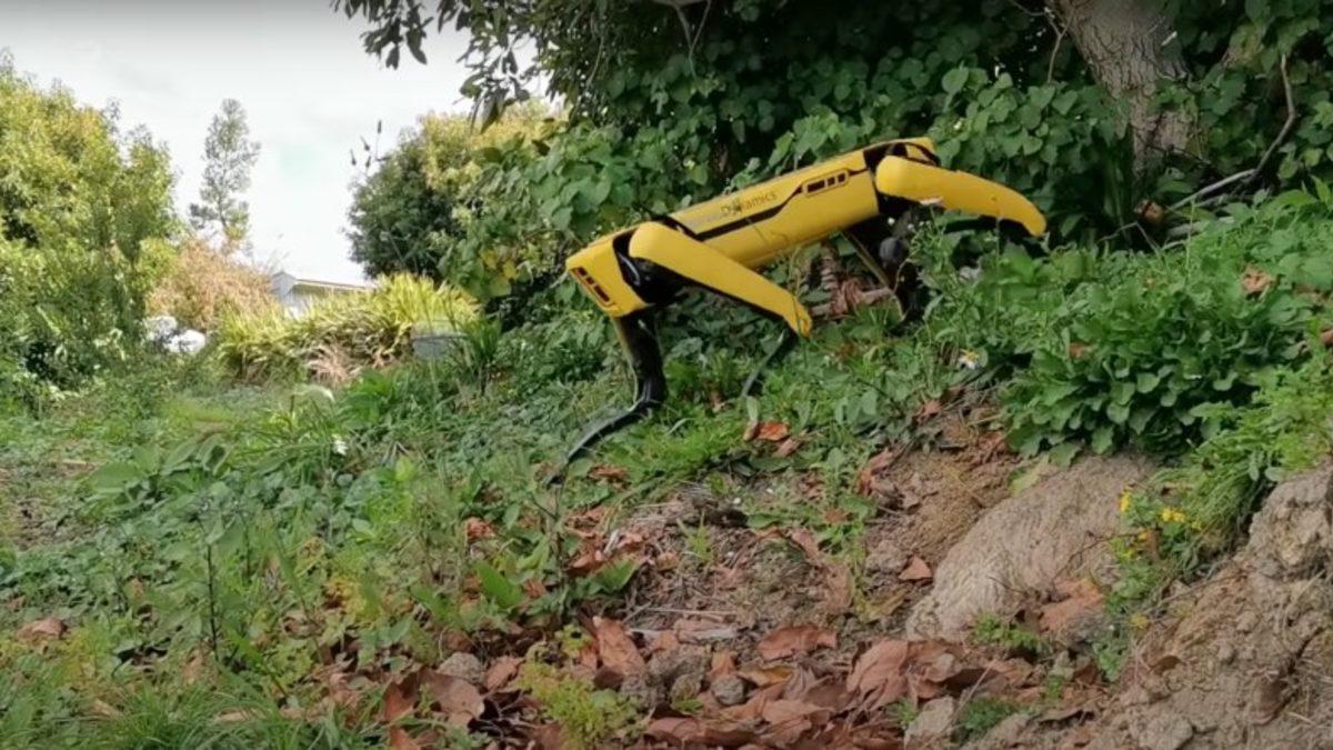 Boston Dynamics’in Meziyetli Robot Köpeği Spot, Bu Kez de Çobanlığa Soyundu (Video)