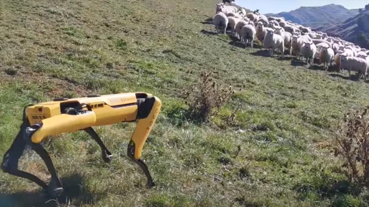 Boston Dynamics’in Meziyetli Robot Köpeği Spot, Bu Kez de Çobanlığa Soyundu (Video)