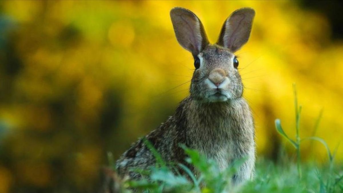 ABD’de Binlerce Tavşan, Aniden Ortaya Çıkan Bir Hastalık Nedeniyle Öldü