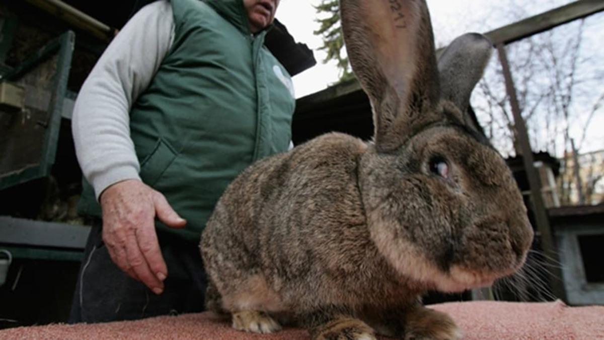 ABD’de Binlerce Tavşan, Aniden Ortaya Çıkan Bir Hastalık Nedeniyle Öldü