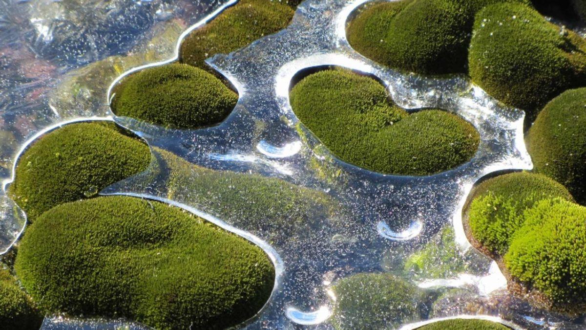 Antarktika’da Kar Yüzeylerinin Erimesiyle Yosun Örtüleri Ortaya Çıktı