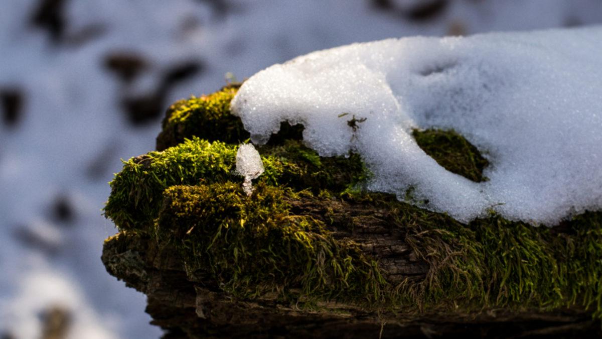 Antarktika’da Kar Yüzeylerinin Erimesiyle Yosun Örtüleri Ortaya Çıktı