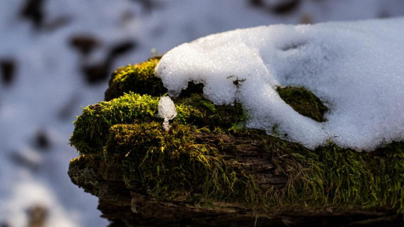 Antarktika’da Kar Yüzeylerinin Erimesiyle Yosun Örtüleri Ortaya Çıktı