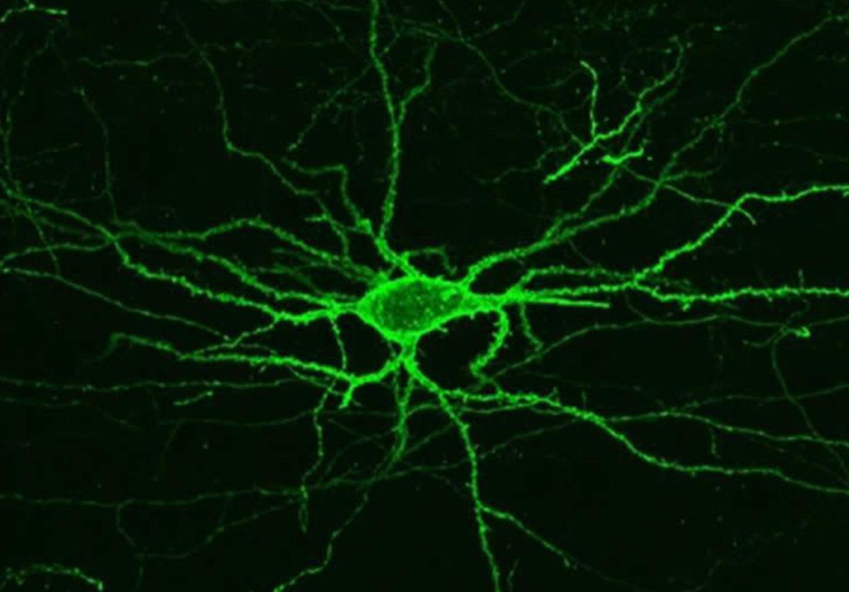 Matematiksel Bir Metot, Nasıl Gördüğümüze Işık Tutuyor