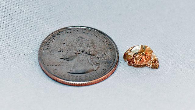 Bir Kadın, YouTube’dan ’Nasıl Elmas Bulunur?’ Videosu İzlerken 3,72 Karatlık Elmas Buldu