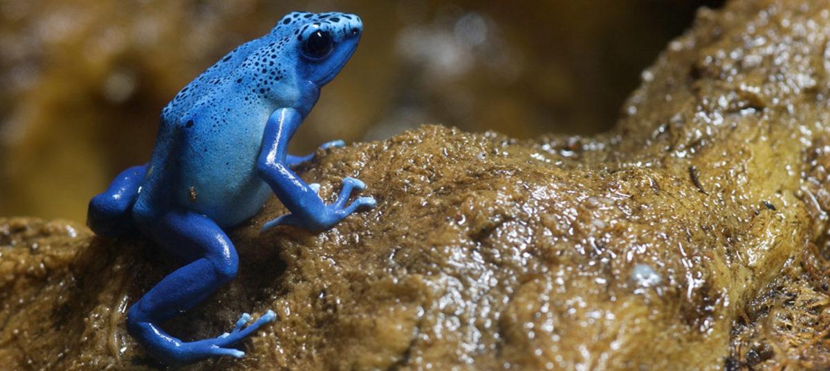 Etkisinden Kaçmanın Mümkün Olmadığı Dünyanın En Ölümcül 5 Zehri