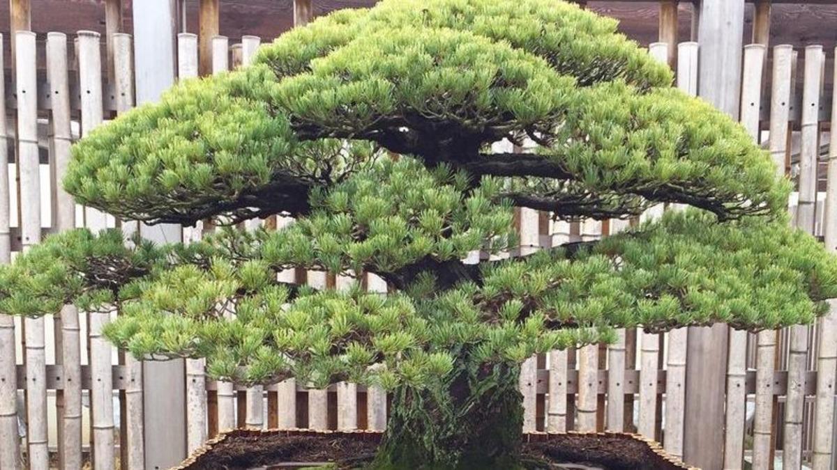 Atom Bombasından Bile Sağ Çıkan 392 Yıllık Bonsai Ağacı