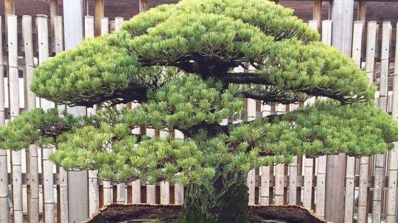 Atom Bombasından Bile Sağ Çıkan 392 Yıllık Bonsai Ağacı