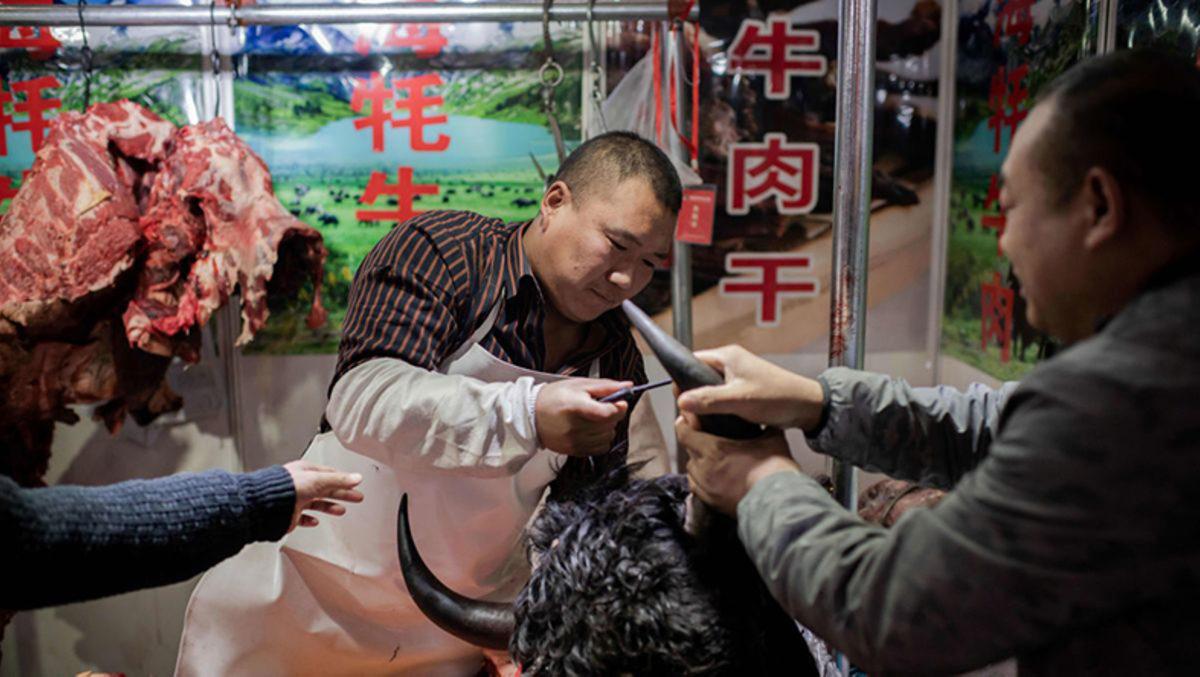 Koronavirüsün Sıfır Noktası Wuhan’da Yabani Hayvanları Yemek ve Avlamak Yasaklandı