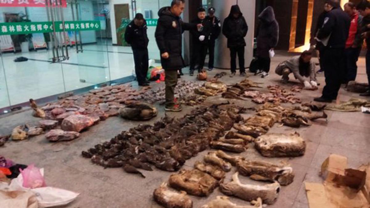 Koronavirüsün Sıfır Noktası Wuhan’da Yabani Hayvanları Yemek ve Avlamak Yasaklandı