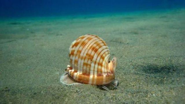 Deniz Salyangozunda, Kanser Hastalarına Umut Olacak Bir Bileşik Bulundu