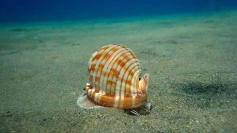 Deniz Salyangozunda, Kanser Hastalarına Umut Olacak Bir Bileşik Bulundu