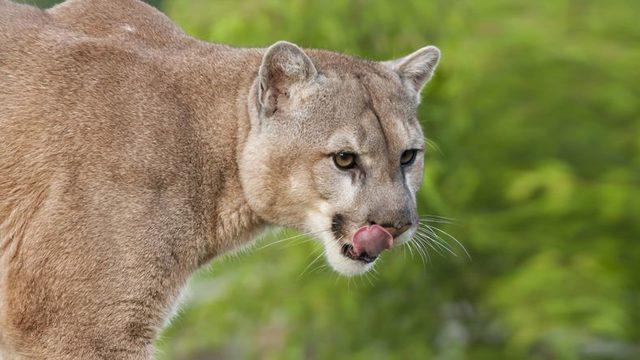 17 Bin Yıllık Puma Dışkısında Tarihin İlk Paraziti Bulundu