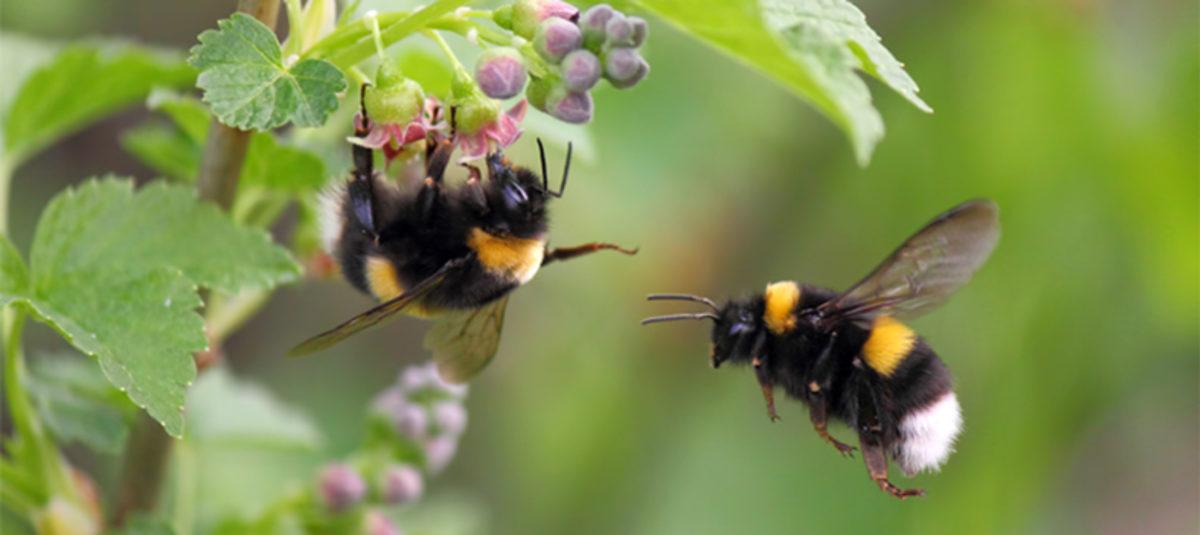 Arıların, Bitkilerin Yapraklarını Delerek Erkenden Çiçeklenmesini Sağladığı Keşfedildi
