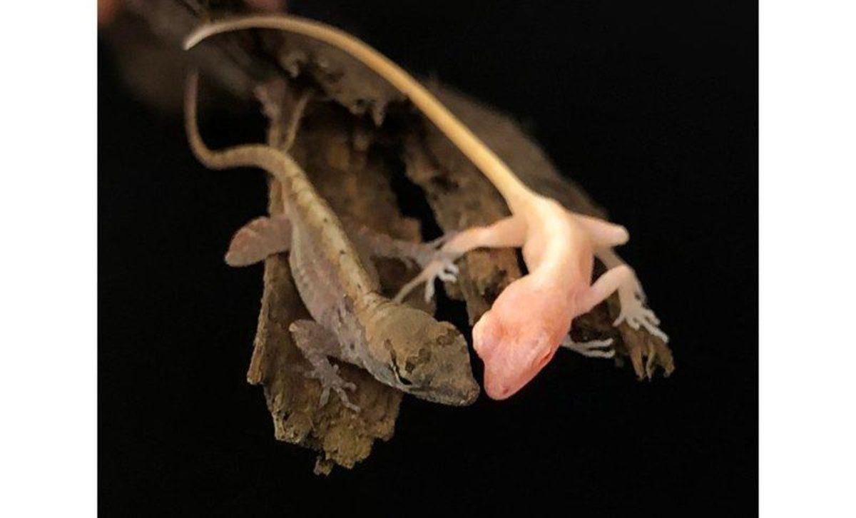 Dünyanın İlk Mutant Kertenkeleleri Yumurtalarından Çıktı