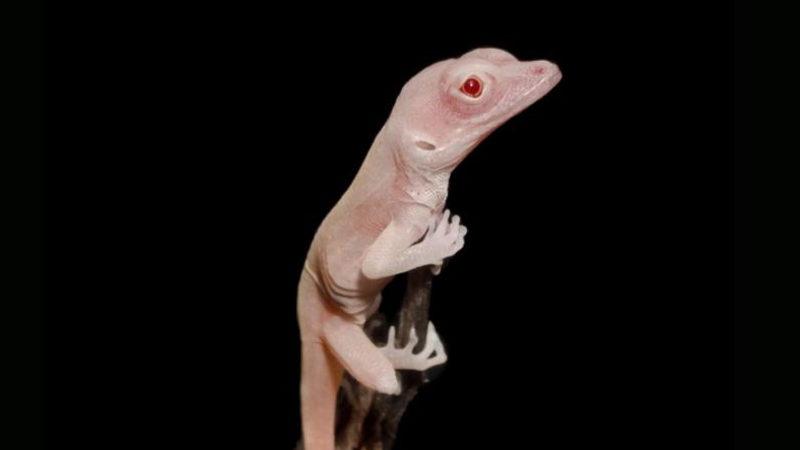 Dünyanın İlk Mutant Kertenkeleleri Yumurtalarından Çıktı