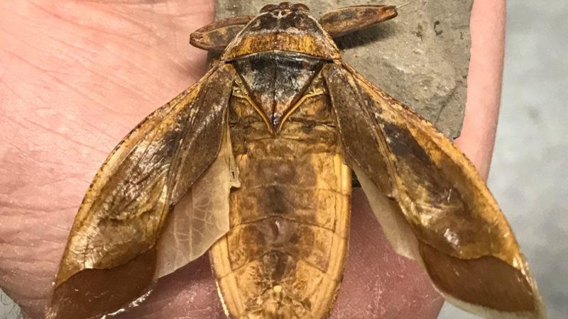 ABD’de 151 Milyon Yıllık ’Su Böceği Fosili’ Bulundu