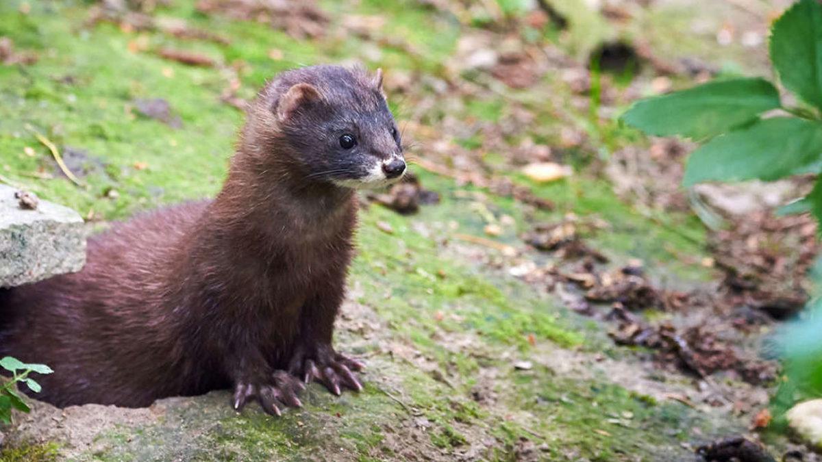 Vizon Çiftliğinde Çalışan Personele Vizonlardan Koronavirüs Bulaştı