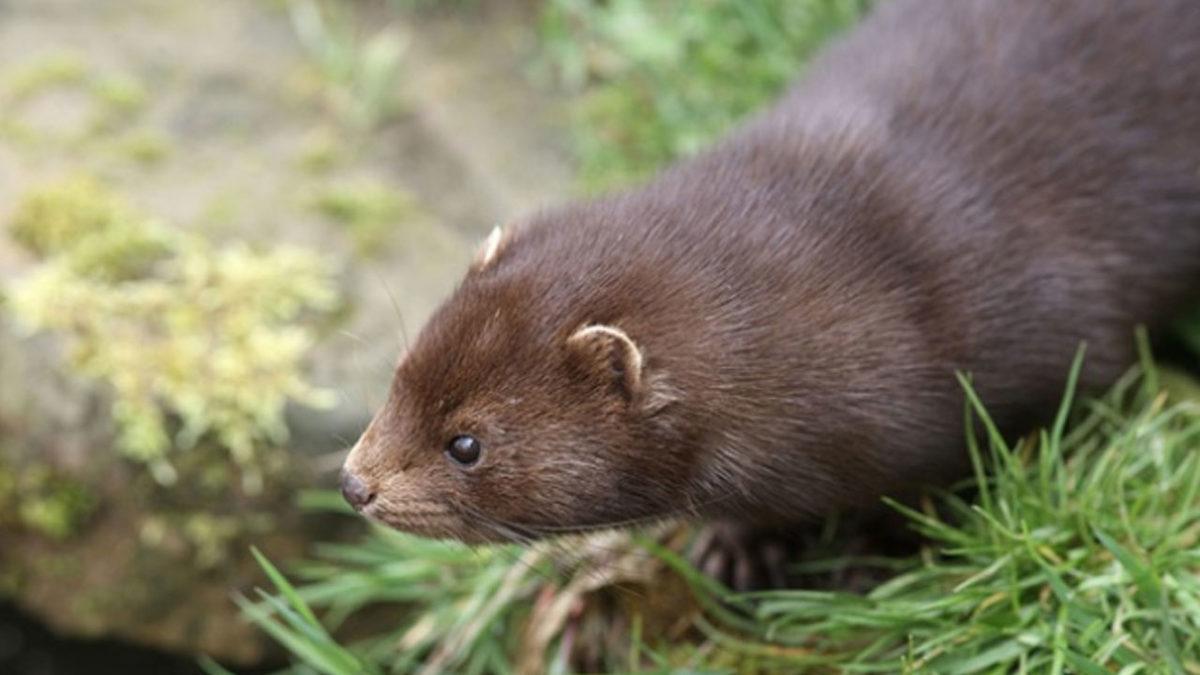 Vizon Çiftliğinde Çalışan Personele Vizonlardan Koronavirüs Bulaştı