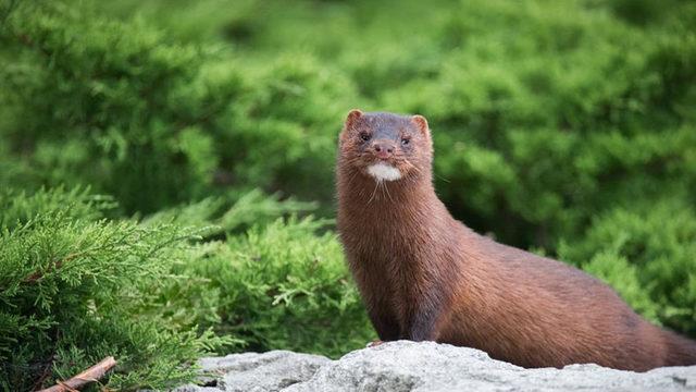 Vizon Çiftliğinde Çalışan Personele Vizonlardan Koronavirüs Bulaştı