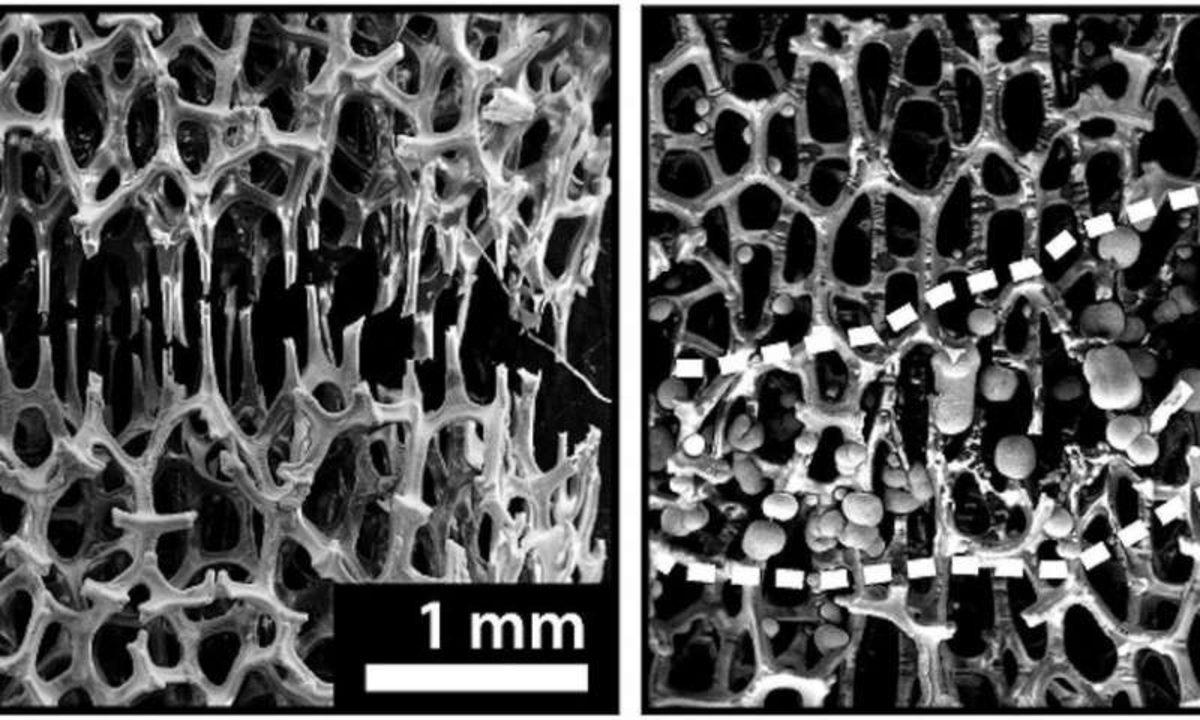 Oda Sıcaklığında ‘İyileşen’ Kemiksi Metal Köpük Üretildi