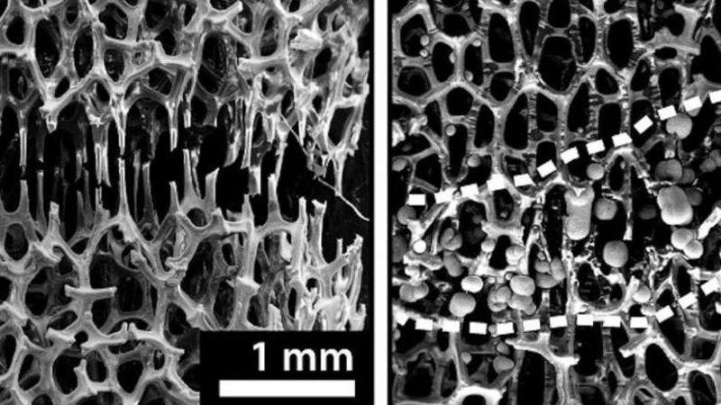 Oda Sıcaklığında ‘İyileşen’ Kemiksi Metal Köpük Üretildi