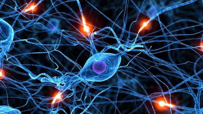 Yapay Bir Beyinde İlk Kez İnsanlardaki Gibi Reaksiyon Gözlemlendi