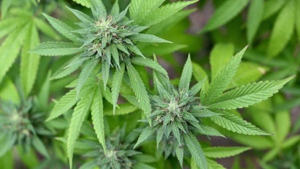 Kenevirin Vücudumuza ve Beynimize Bilimsel Olarak Onaylanmış Etkileri