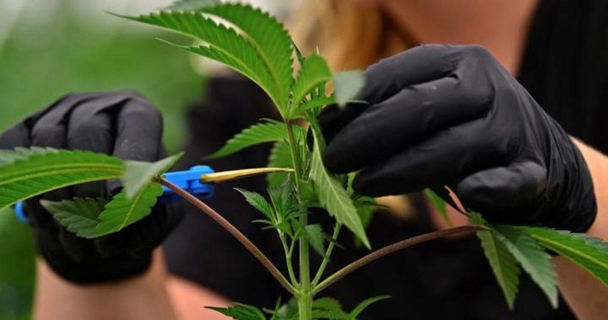 Kenevirin Vücudumuza ve Beynimize Bilimsel Olarak Onaylanmış Etkileri