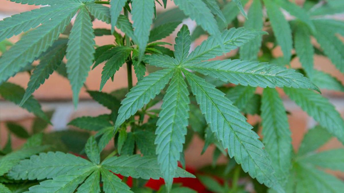 Kenevirin Vücudumuza ve Beynimize Bilimsel Olarak Onaylanmış Etkileri