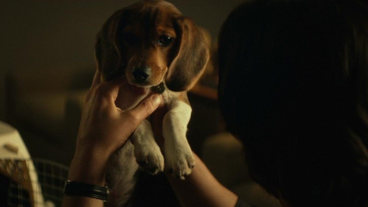 John Wick Serisinin Yönetmenleri, Köpek Sahnesi İçin Stüdyoyla Kavga Etmişler